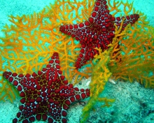 Sfondi Starfish 220x176