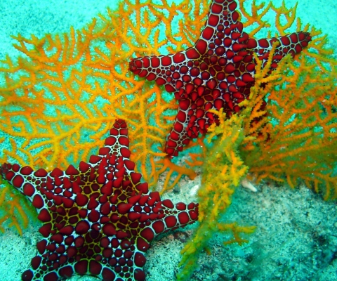 Sfondi Starfish 480x400