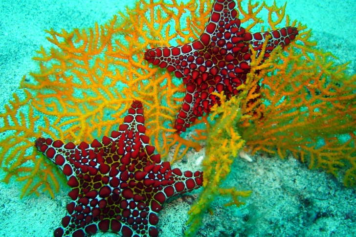 Sfondi Starfish