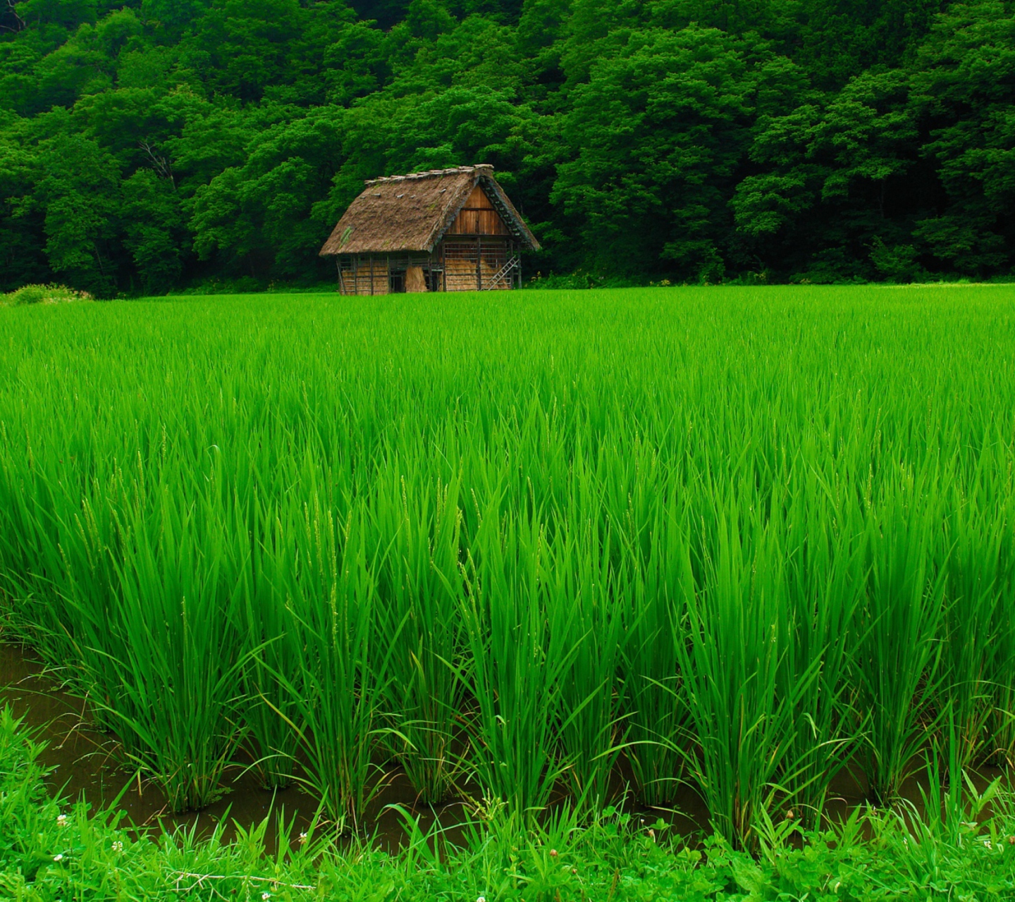 House In Fields Of Green screenshot #1 1440x1280