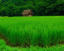 House In Fields Of Green screenshot #1 220x176