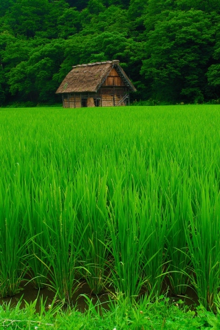 House In Fields Of Green screenshot #1 320x480