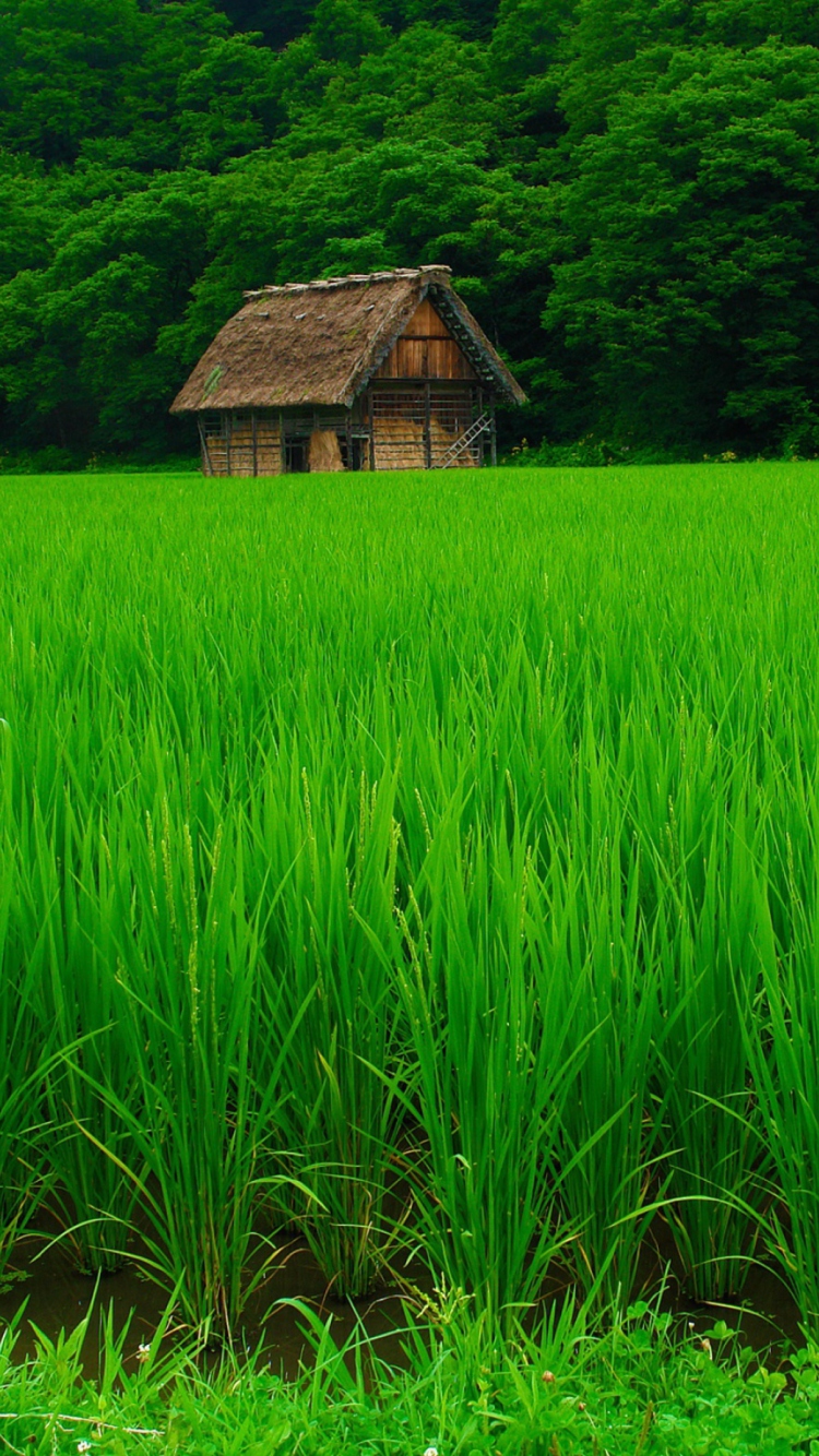 Fondo de pantalla House In Fields Of Green 750x1334