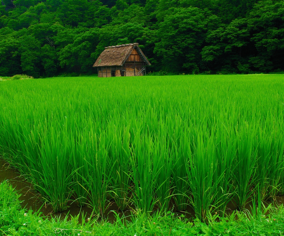 Обои House In Fields Of Green 960x800