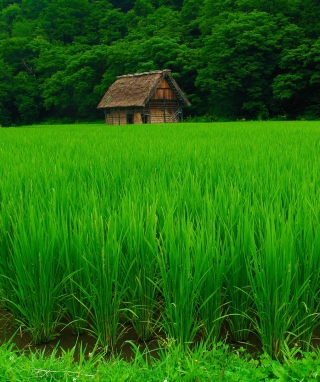 House In Fields Of Green - Fondos de pantalla gratis para Nokia Asha 310