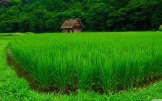 Free House In Fields Of Green Picture for Android, iPhone and iPad