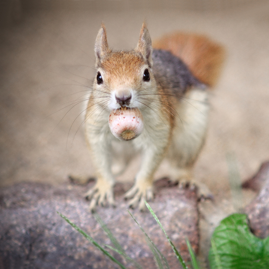 Sfondi Funny Squirrel With Nut 1024x1024