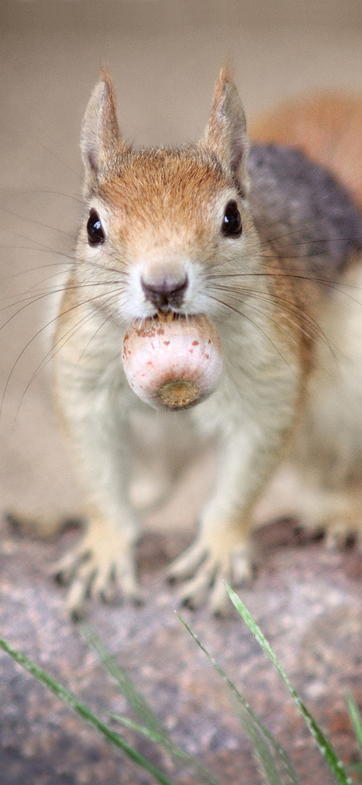 Funny Squirrel With Nut Wallpaper for iPhone XR