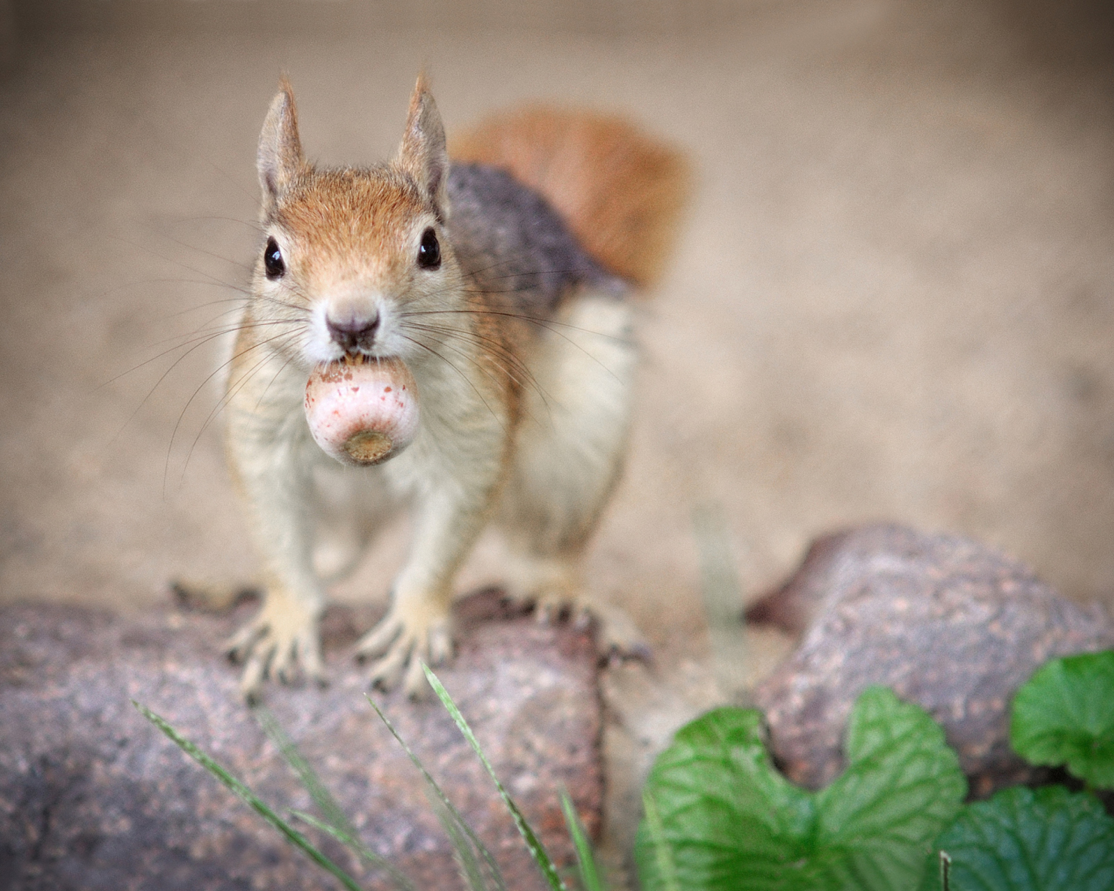 Fondo de pantalla Funny Squirrel With Nut 1600x1280