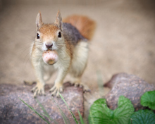 Funny Squirrel With Nut wallpaper 220x176