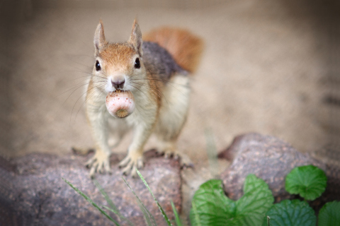 Funny Squirrel With Nut wallpaper 480x320