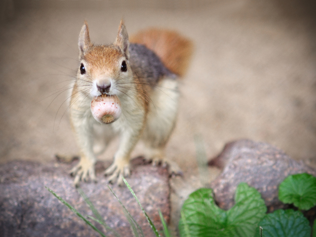 Обои Funny Squirrel With Nut 640x480