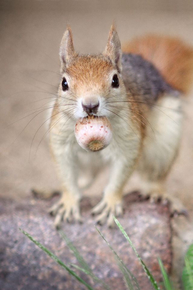Funny Squirrel With Nut wallpaper 640x960
