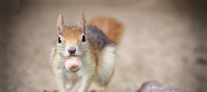 Das Funny Squirrel With Nut Wallpaper 720x320