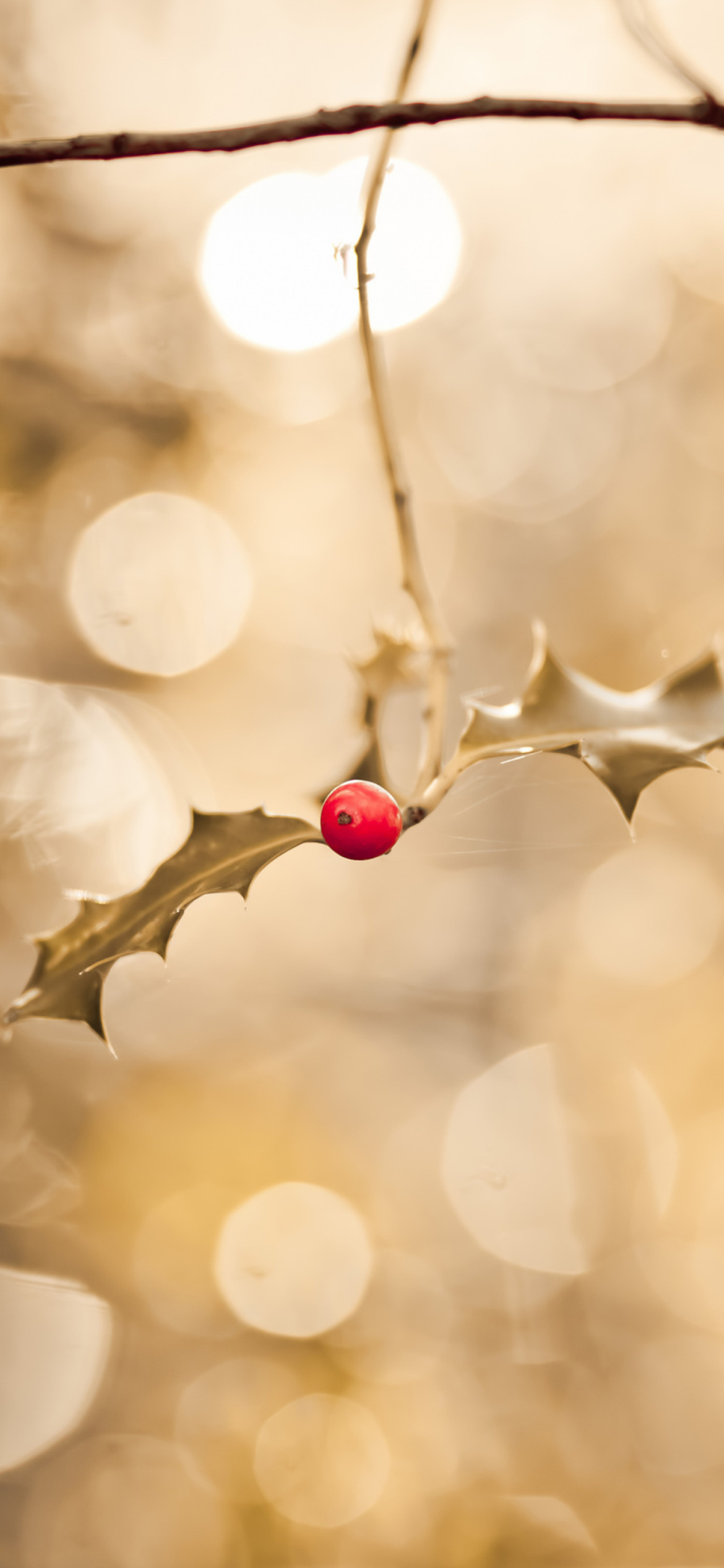 Frosted Berries wallpaper 1170x2532
