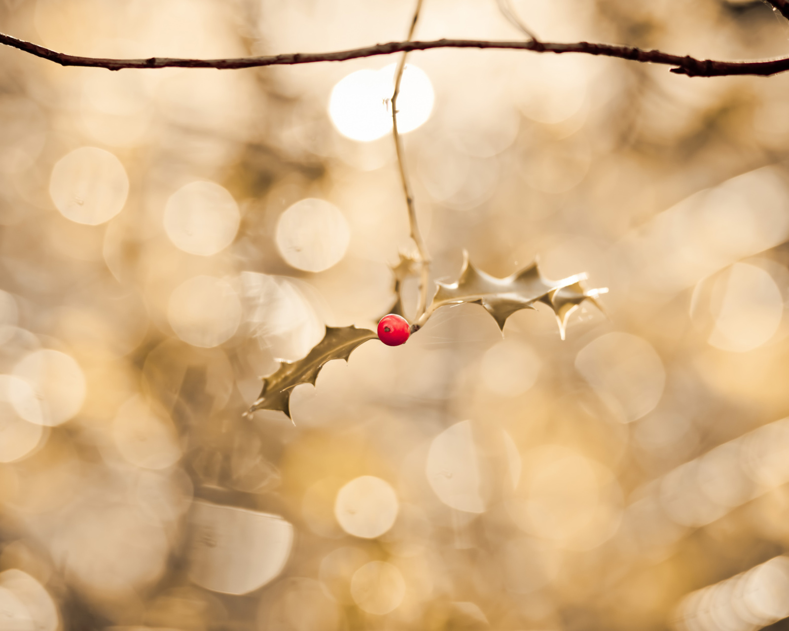 Frosted Berries wallpaper 1600x1280