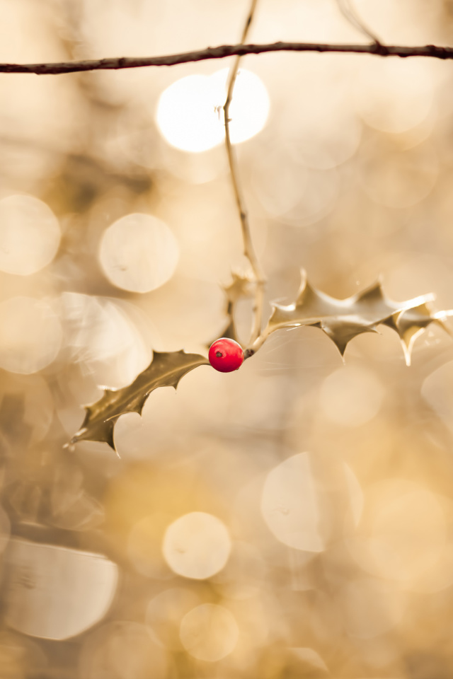 Frosted Berries wallpaper 640x960