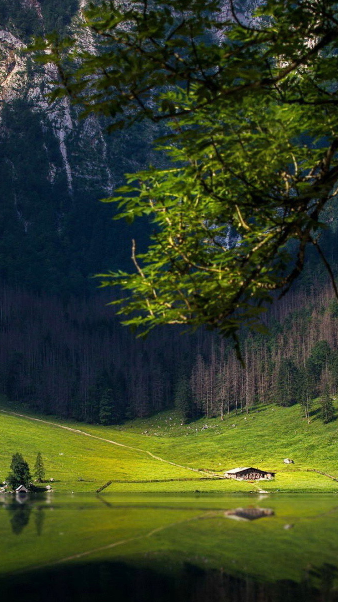 Bavarian Alps and Forest wallpaper 1080x1920