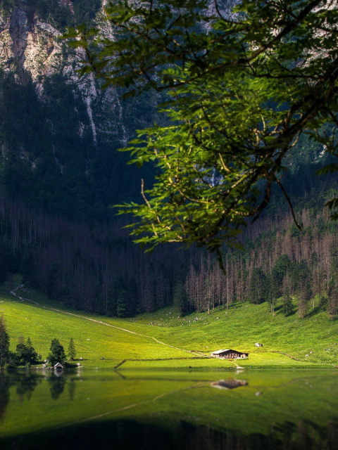 Fondo de pantalla Bavarian Alps and Forest 480x640
