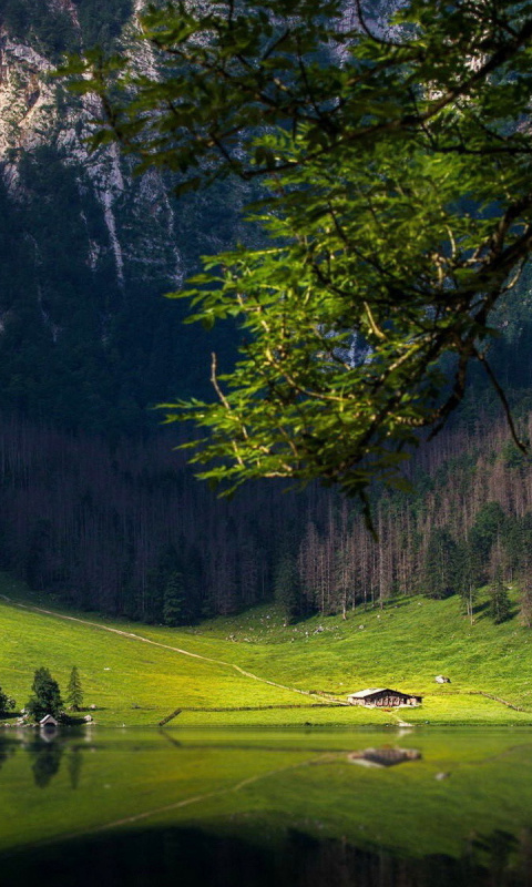 Bavarian Alps and Forest wallpaper 480x800