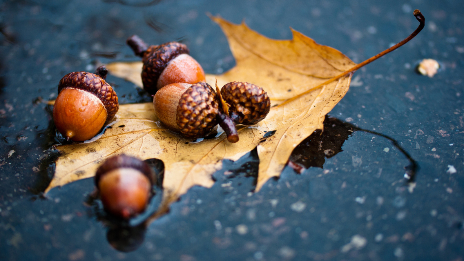 Sfondi Autumn Leaf And Acorn 1600x900