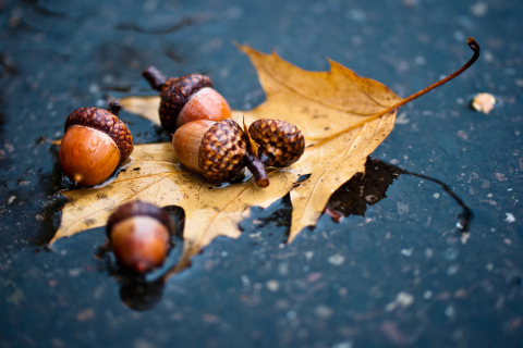 Das Autumn Leaf And Acorn Wallpaper 480x320