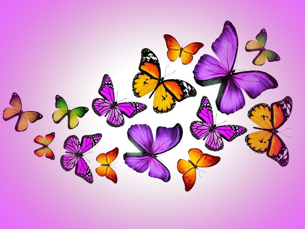 Orange And Purple Butterflies wallpaper 1024x768