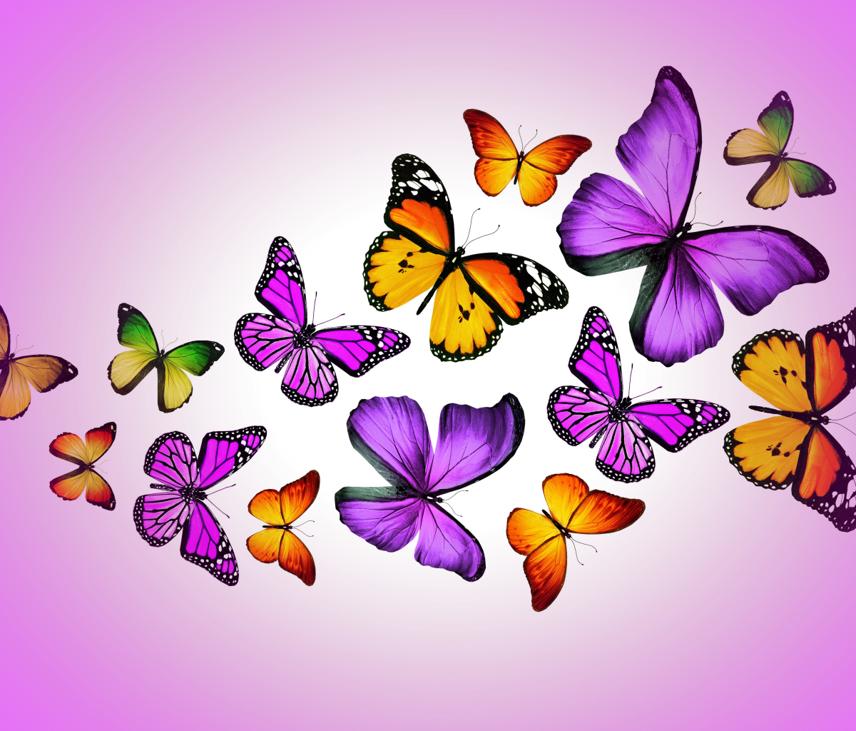 Das Orange And Purple Butterflies Wallpaper 1200x1024