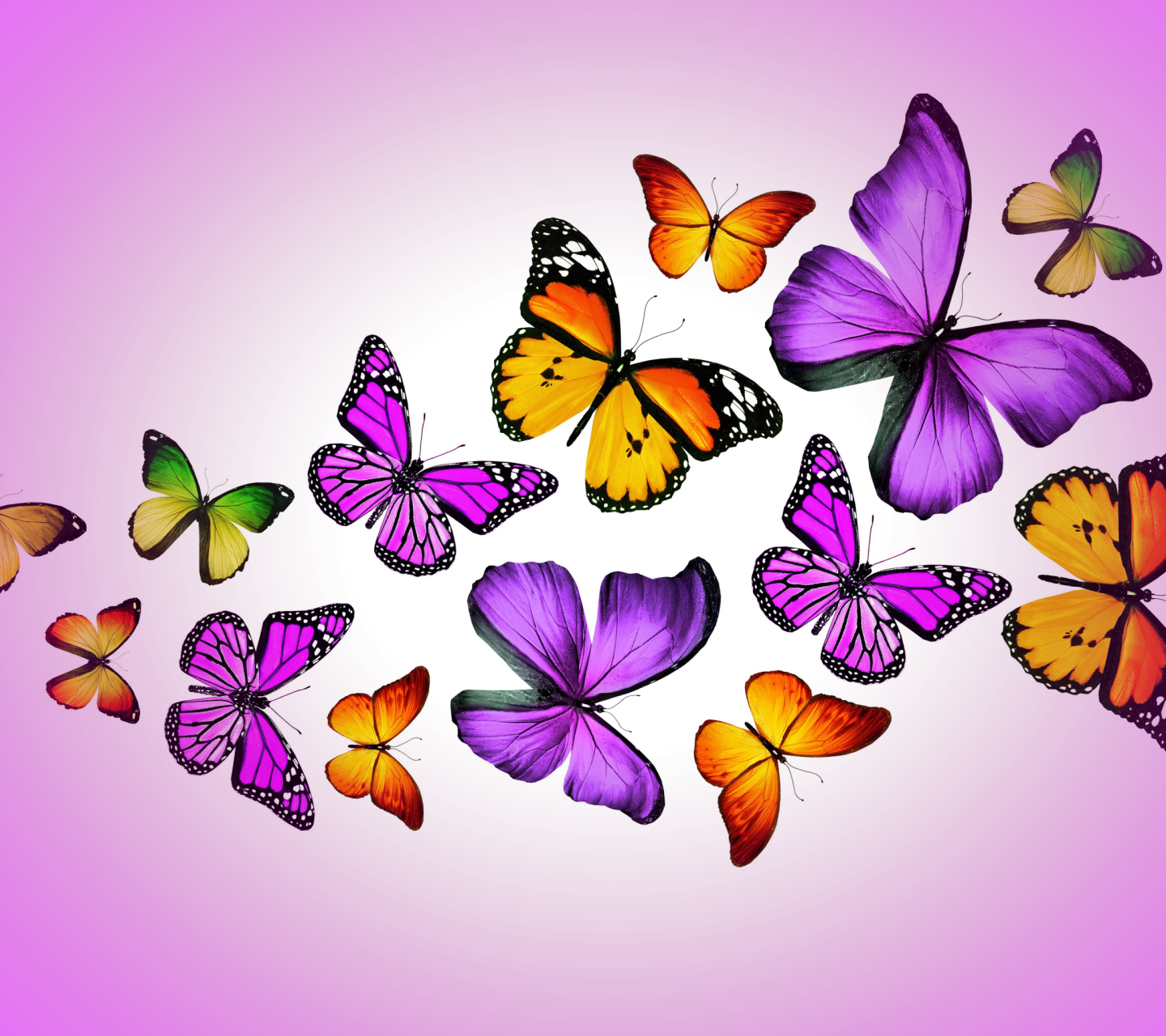 Обои Orange And Purple Butterflies 1440x1280