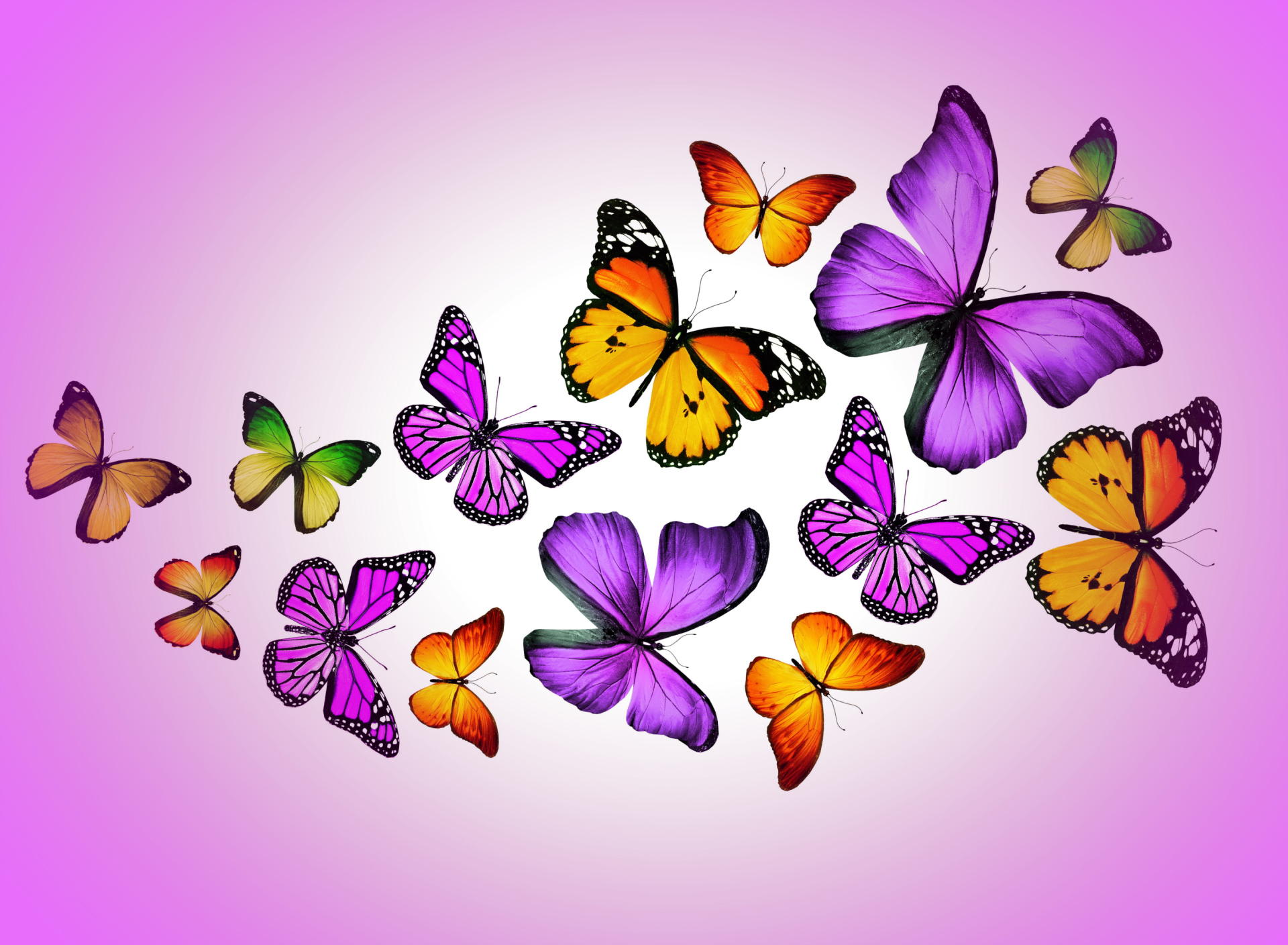 Das Orange And Purple Butterflies Wallpaper 1920x1408
