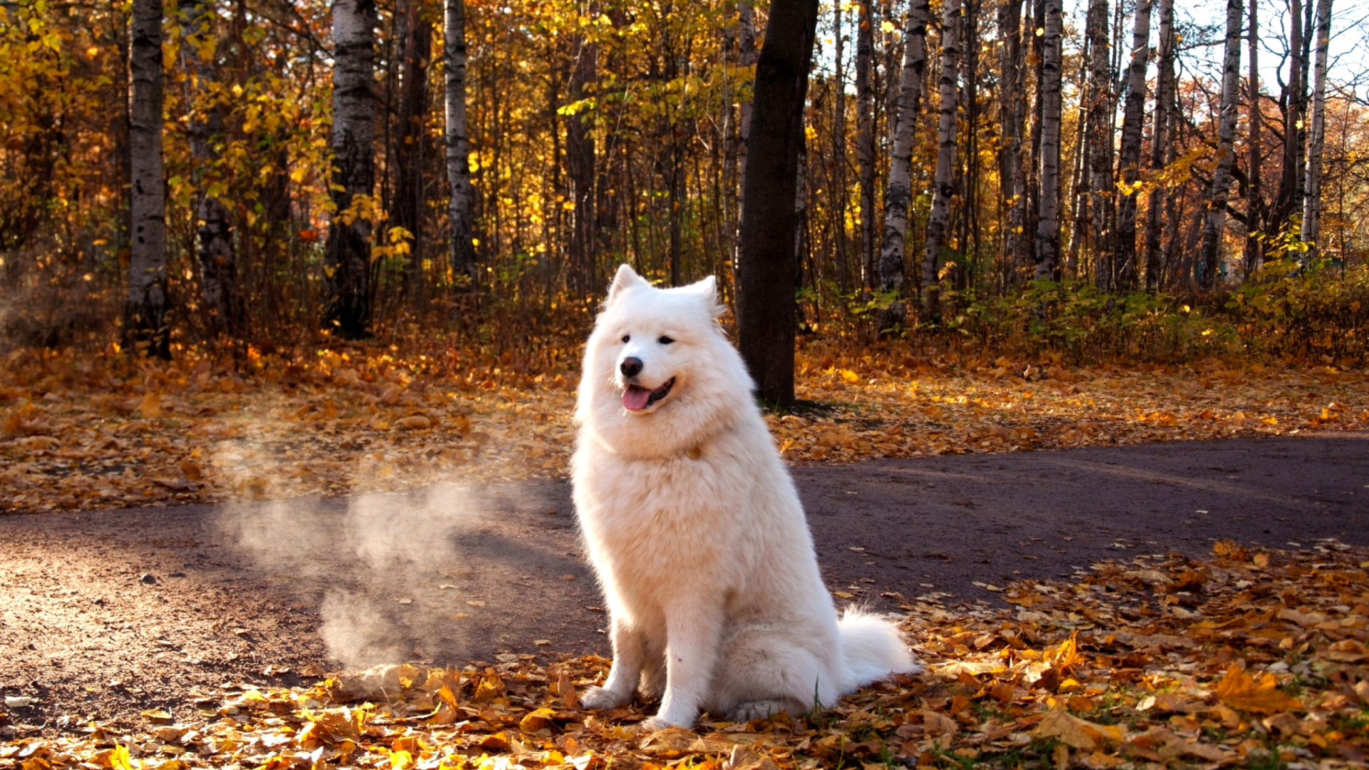 White Dog wallpaper 1920x1080