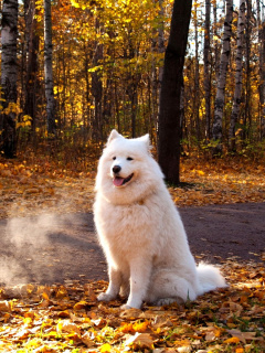 White Dog wallpaper 240x320