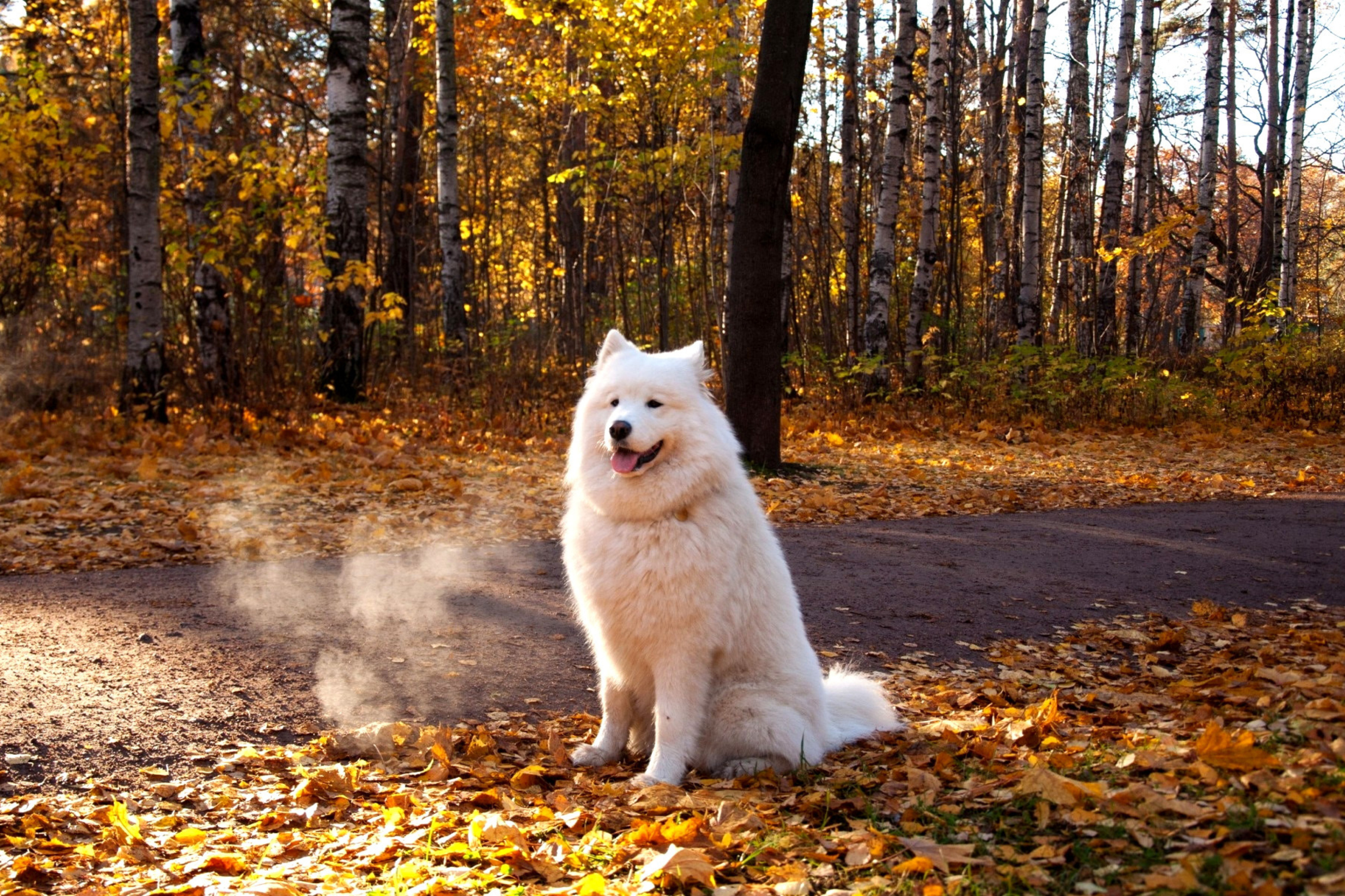 White Dog wallpaper 2880x1920