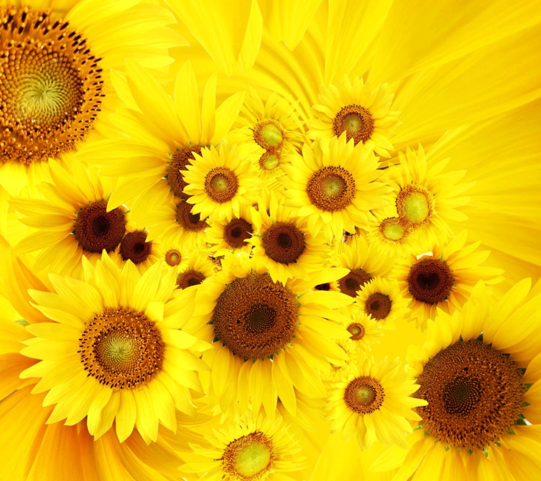 Das Cool Sunflowers Wallpaper 1080x960