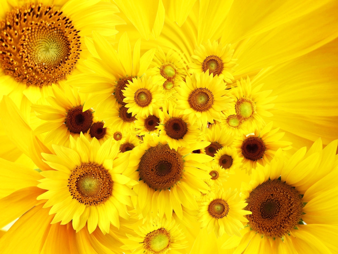 Das Cool Sunflowers Wallpaper 1152x864