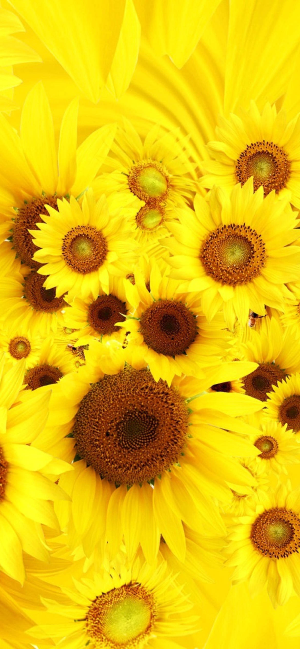 Das Cool Sunflowers Wallpaper 1170x2532
