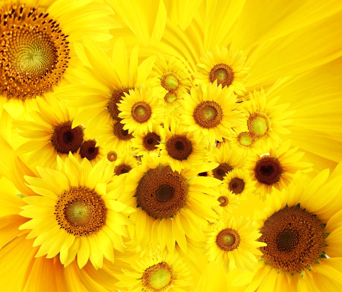 Das Cool Sunflowers Wallpaper 1200x1024