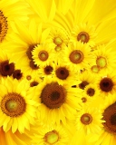 Das Cool Sunflowers Wallpaper 128x160
