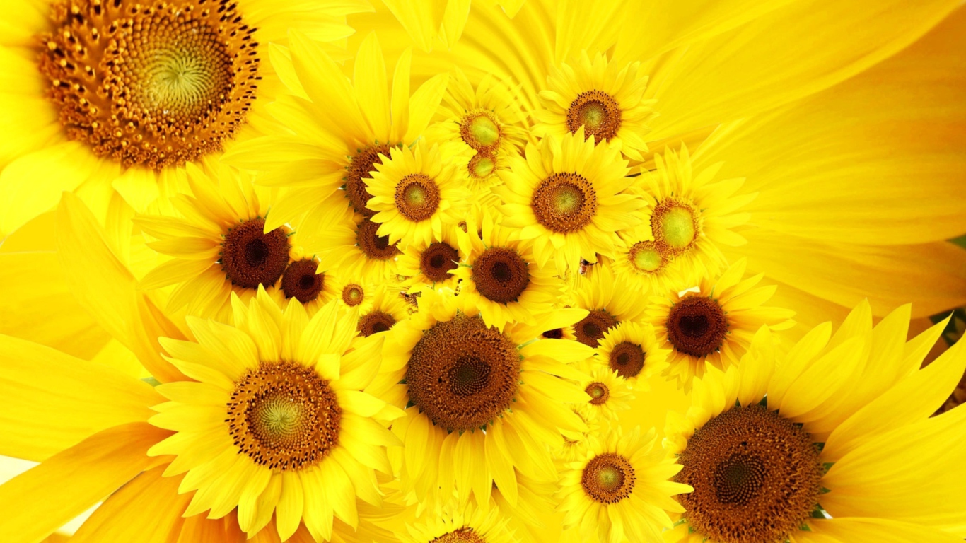Screenshot №1 pro téma Cool Sunflowers 1366x768