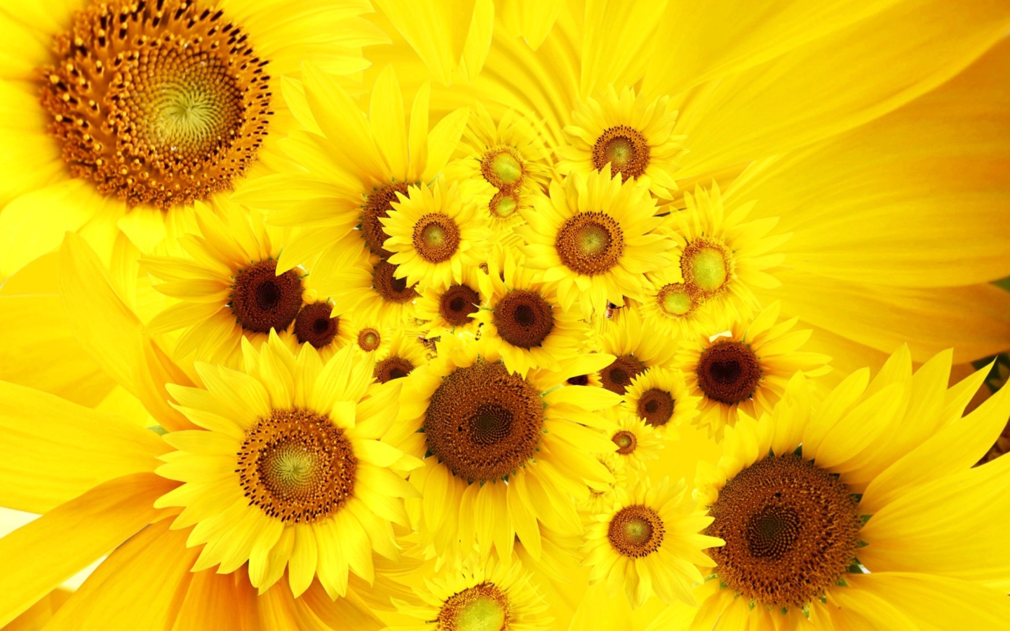 Обои Cool Sunflowers 1440x900