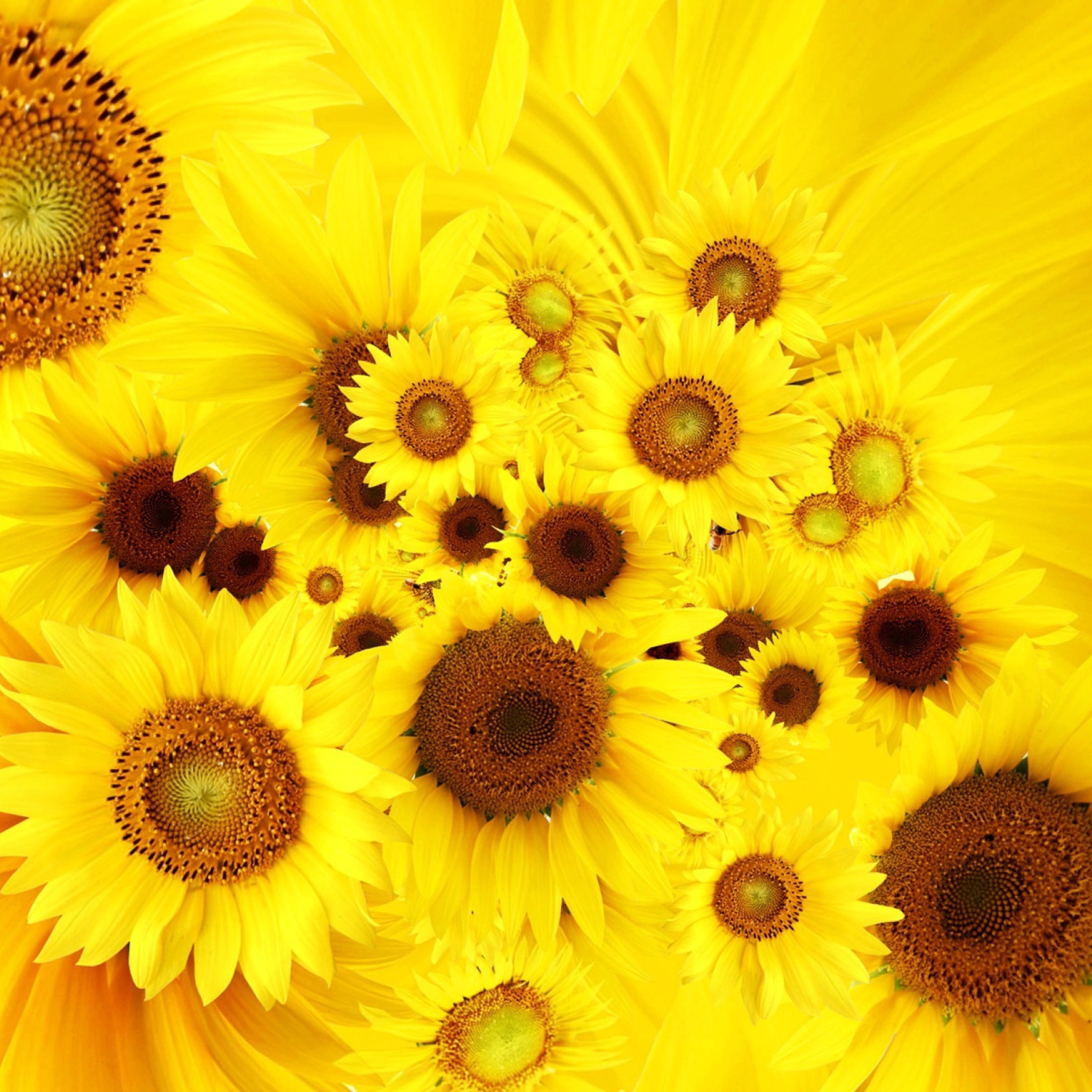 Обои Cool Sunflowers 2048x2048