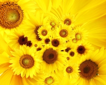 Cool Sunflowers wallpaper 220x176