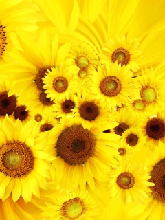 Das Cool Sunflowers Wallpaper 240x320