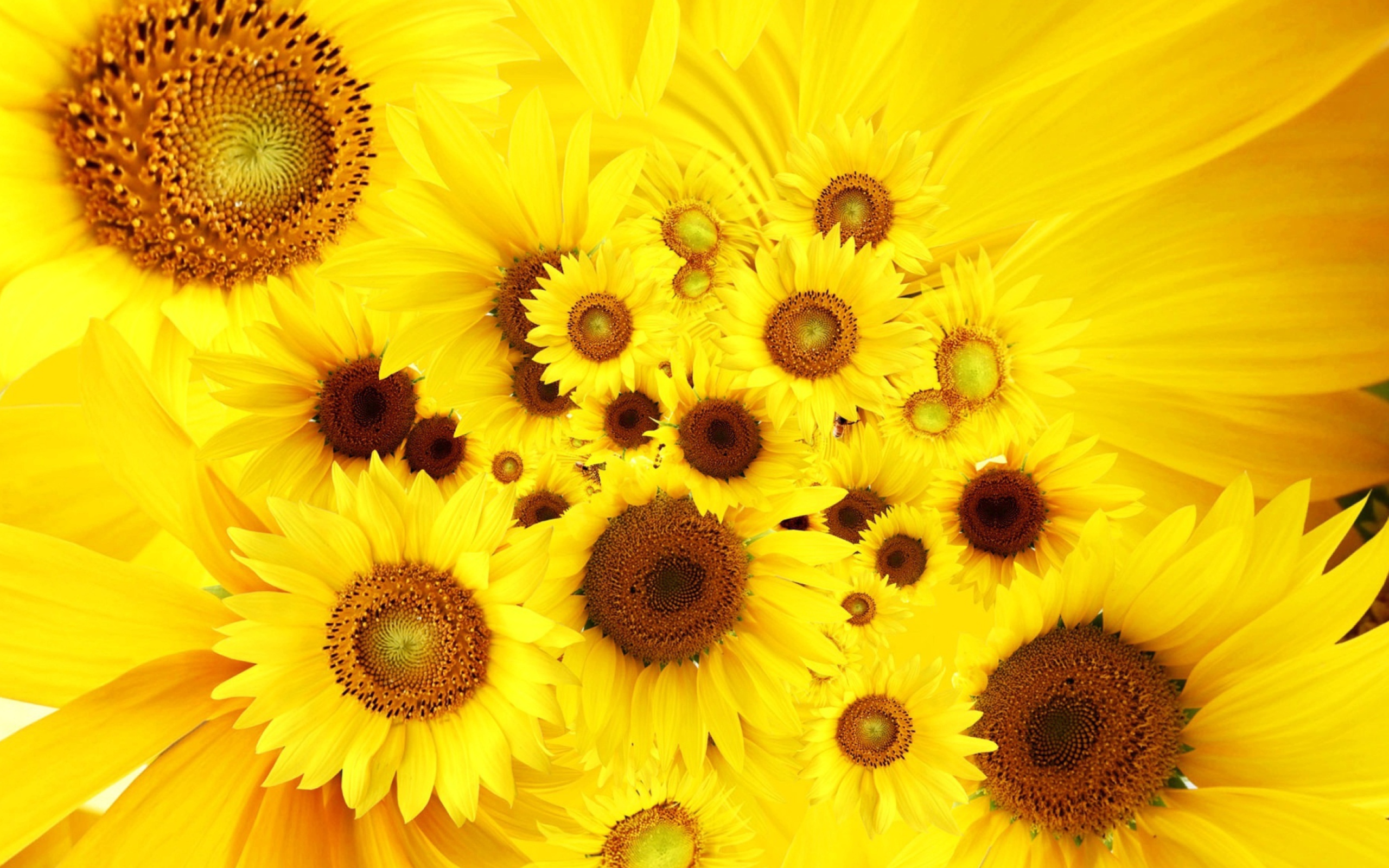 природа подсолнечник цветы nature sunflower flowers без смс