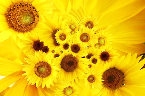Das Cool Sunflowers Wallpaper 480x320