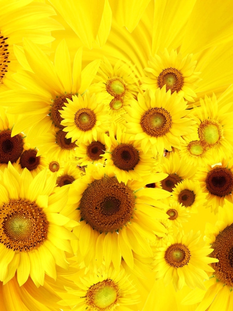 Обои Cool Sunflowers 480x640