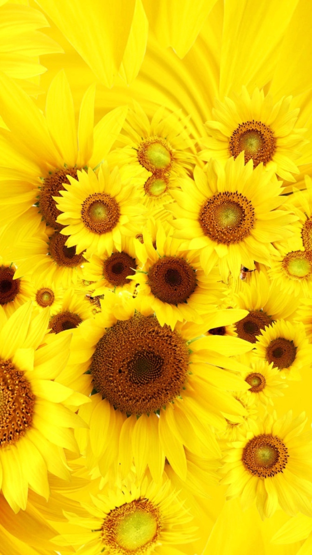 Cool Sunflowers wallpaper 640x1136
