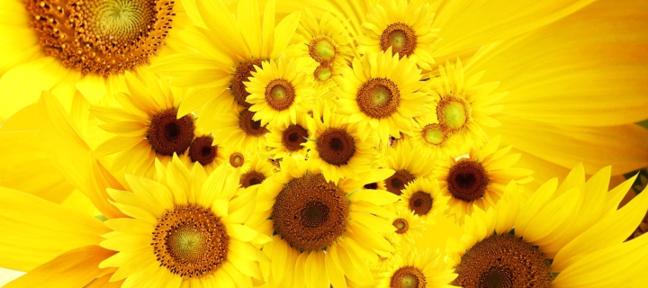 Cool Sunflowers wallpaper 720x320