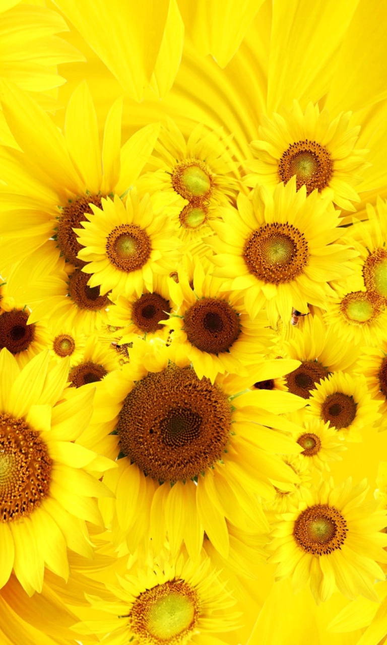 Fondo de pantalla Cool Sunflowers 768x1280