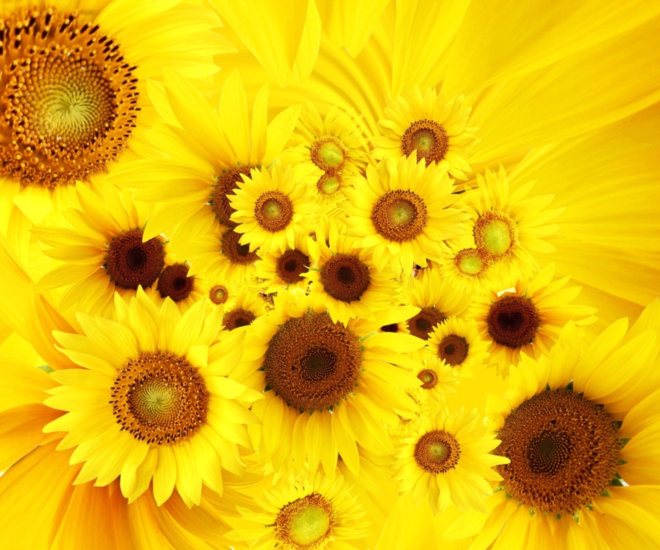 Sfondi Cool Sunflowers 960x800